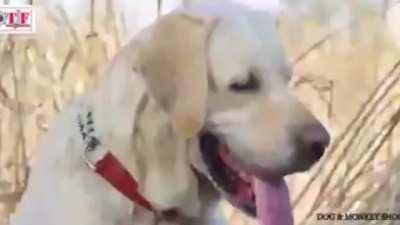 Most realistic Bhojpuri film ever