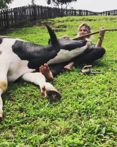 Playing music for the cows at Santuário Amor que Salva