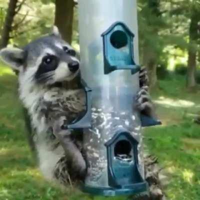 Avian Trashpanda