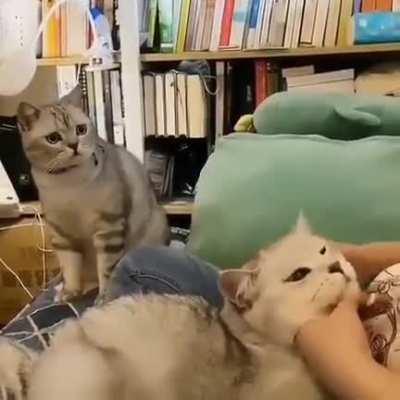 Do cats dying inside count?