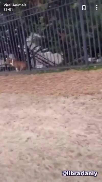 What an adorable “puppy”