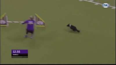 Nimble is first mixed-breed to win Westminster Agility Race, completing it in under 30 seconds.