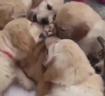 Time for the daily licking of Aunt Kitty