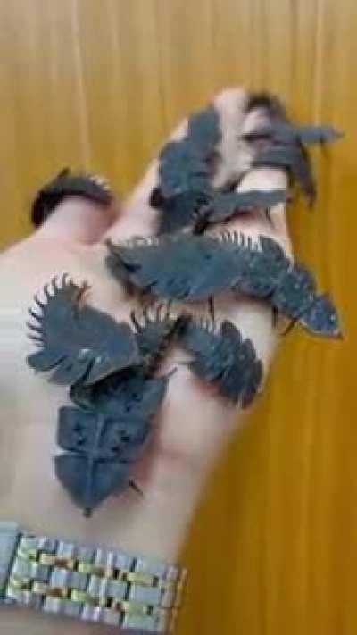 Trilobite beetles chilling