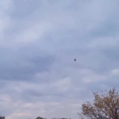 Test flight of a Ukrainian flame thrower drone