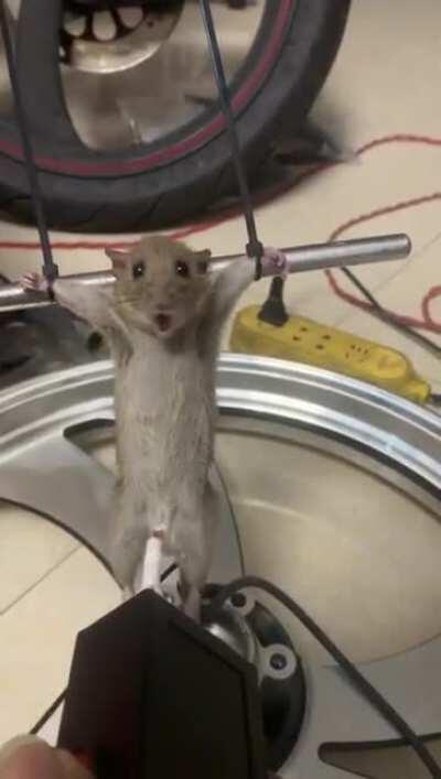 🐭🐭