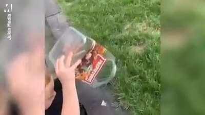 WCGW releasing a butterfly you've raised from a caterpillar in your back garden?