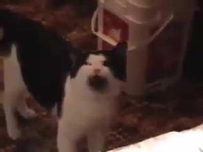 Angry meow