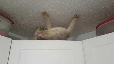 My cat's current mood: CHAOS