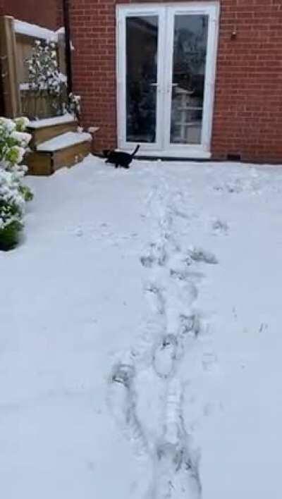 Luli trying to escape the snow