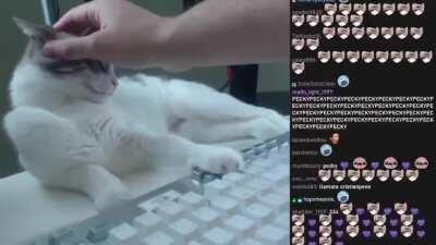 Nadie absolutamente nadie la gente con gatos: