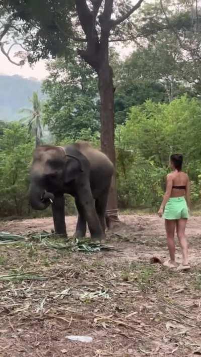 To make friends with an elephant