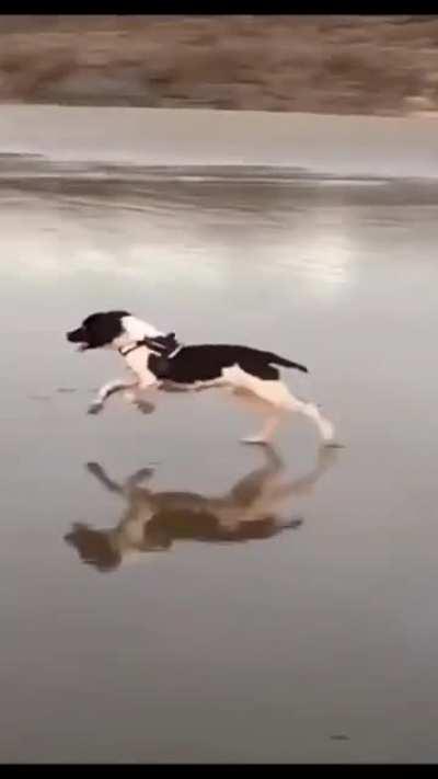 Kind of a big puddle, but still misleading