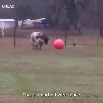 Tex pops his favourite ball