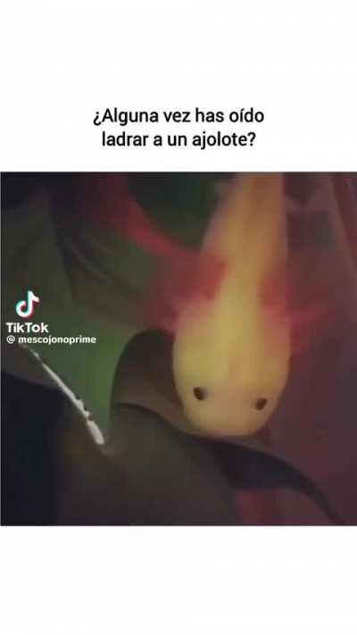 Ladrido ajolote 