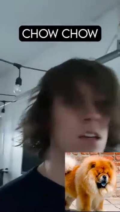 How dog breeds react to robbers