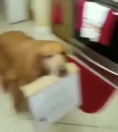 Dog wants to tell you something