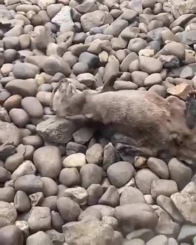 Otters are dude?
