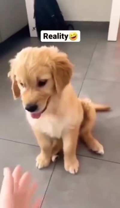 Expectation vs reality