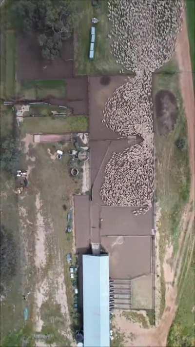 Herding a flock of sheep