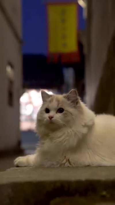 One fluffy kitty kat