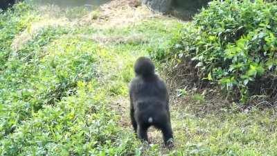 Baby Gorilla realises his family has moved out of sight while he was focused on his snack and panics