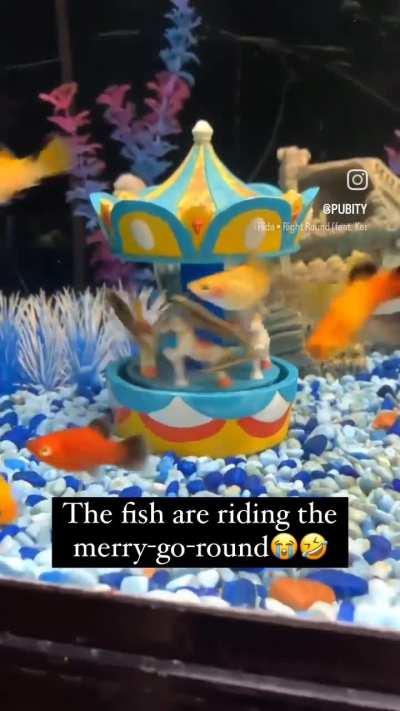 Shrimp Merry Go Round