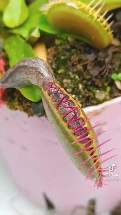 Slug going in a Venus fly trap