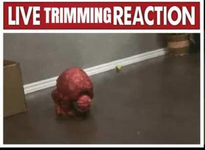 Be honest,would you own a pet trimming or would you be too lazy/wouldn't want one?