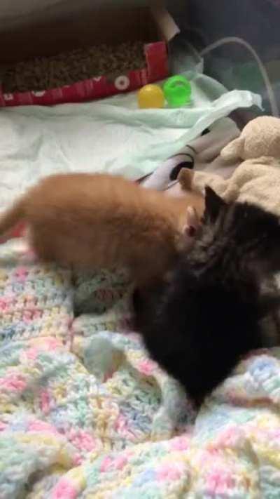 Someone doesn’t want to play WWE