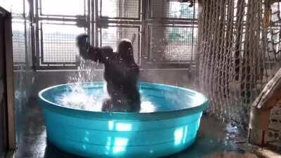 And the break dance award of the year goes to...King Kong!