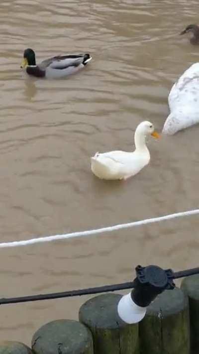 This derpy duck brought me joy today