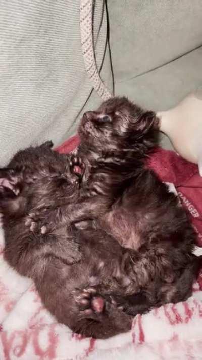 That one time they asked us to foster kittens, but they sent us home with Wombats…