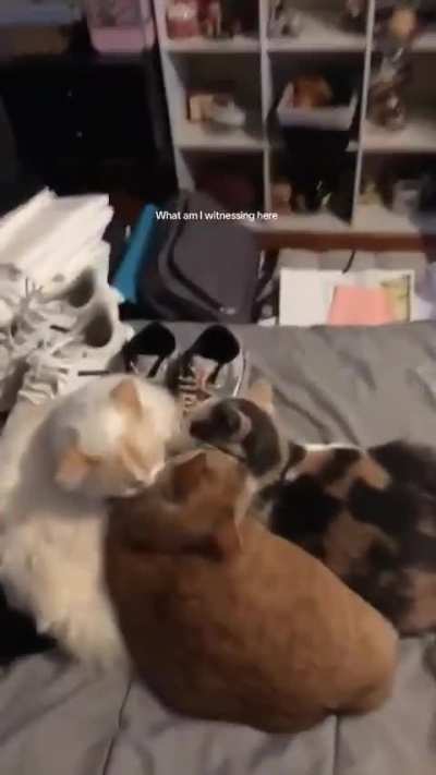 Losercity Holland bathing