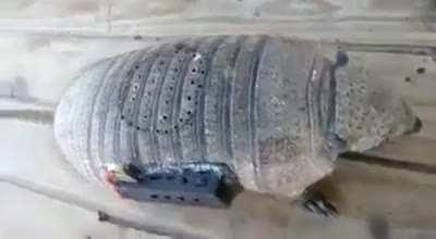 Visto en Fb: Sabes que vives en México cuando haces una bocina con el caparazón de un armadillo