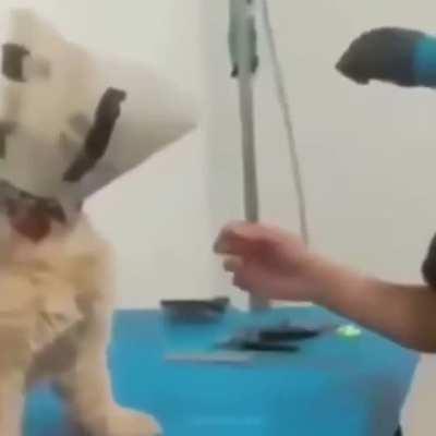 My cat at the vet center