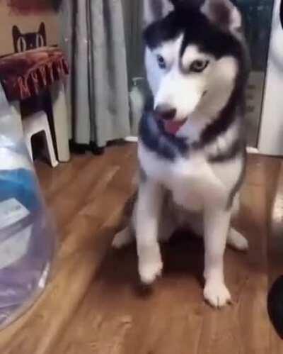Husky Learning How To 