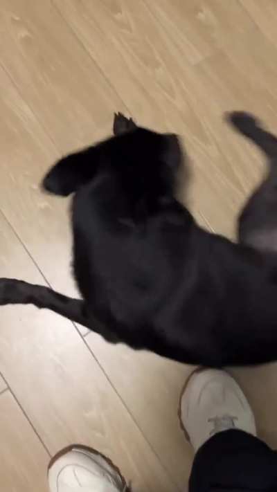 Thread necesario de anécdotas con perros/mascotas adoptadas