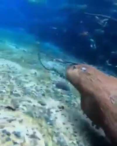 Me dijeron que lo tenía que postear acá. Un carpincho buceando