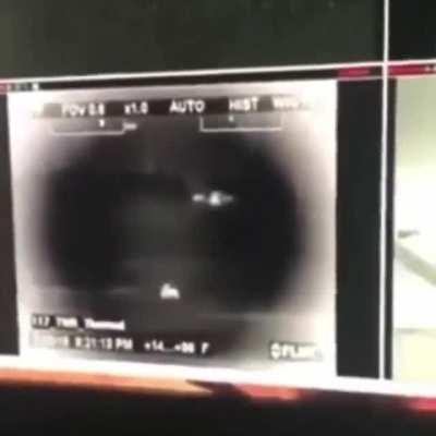 Who needs their dussy ate? (That was a deer)