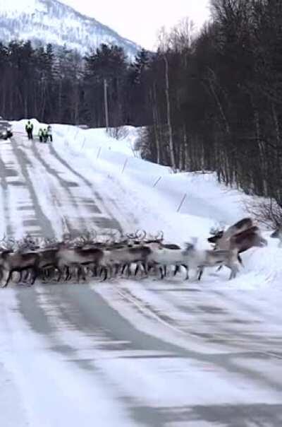🔥 Herd of Reindeer crossing the road, Norway 🦌