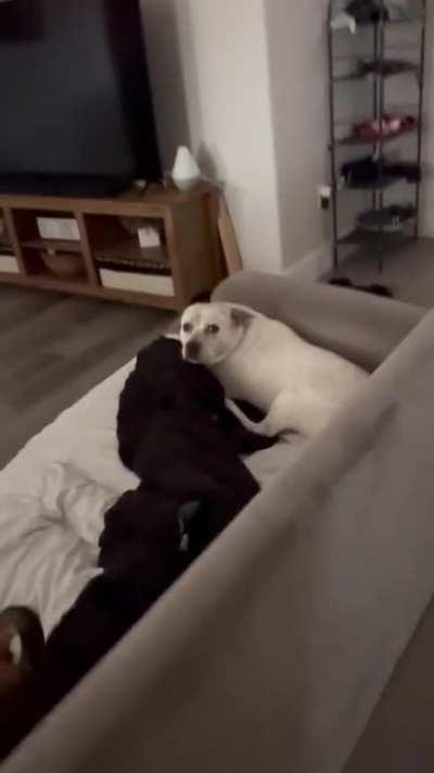 Wife caught dogs acting crazy.