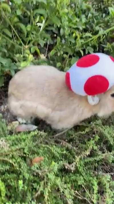 My mushroom is moving