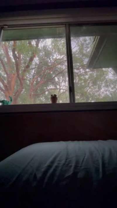 Relaxing to the Western Sydney rain with a full stomach. Love a tin roof.