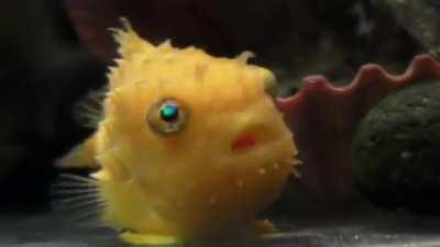 This lumpsucker looks like it can't believe what it is seeing