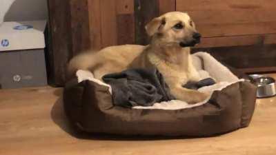 abandoned pup spent his youth on the streets, this was his first night home. he’s the bestest boy. ❤️