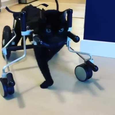 Kittys new wheelchair