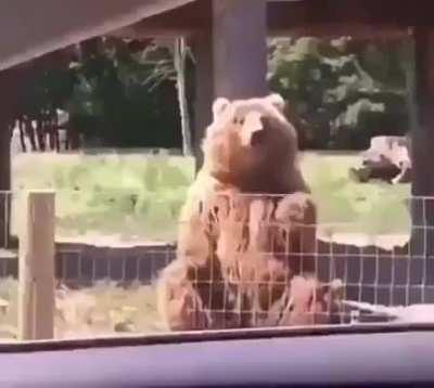 The adorable entertainment of bears and their hilarious antics