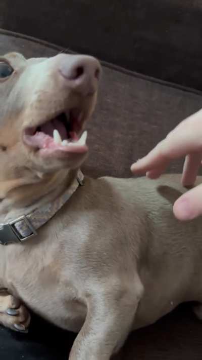 Moose is simply shocked