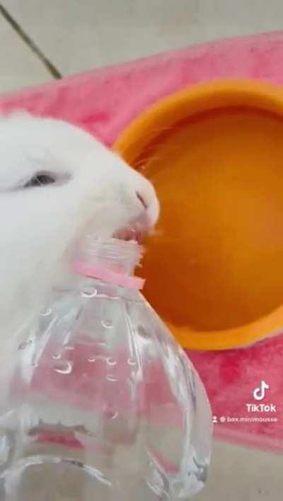 Do your buns also like to drink like this?